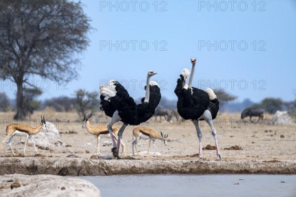 Common ostrich (Struthio camelus), two adult males at a waterhole, threatening, imposing behaviour,