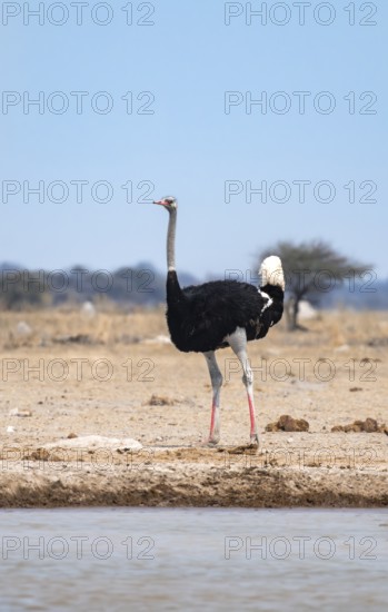 Common ostrich (Struthio camelus), adult male at a waterhole, Nxai Pan National Park, Botswana