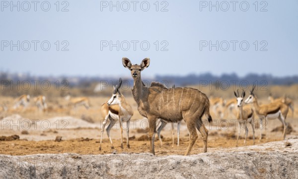 Greater kudu (Tragelaphus strepsiceros), adult female, alert, Nxai Pan National Park, Botswana