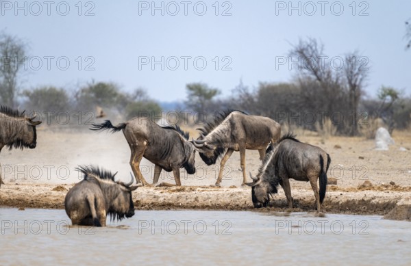 Blue wildebeest (Connochaetes taurinus), two males fighting at a waterhole, Nxai Pan National Park,