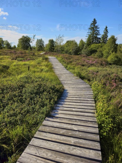 A winding wooden path meanders through a green heath landscape in the sunshine, summer, High Fens,