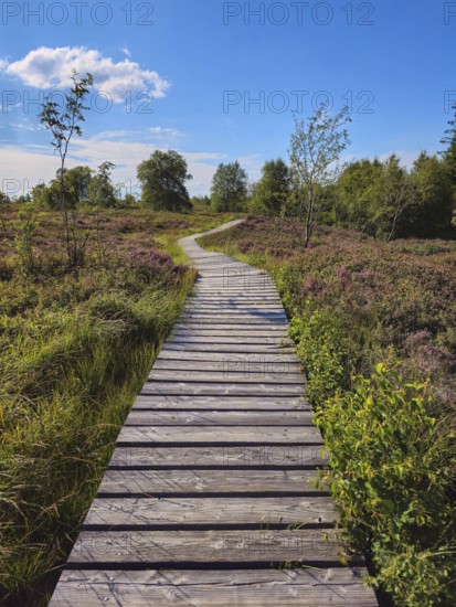 A wooden path leads through a wide, heathy landscape under a bright blue sky, summer, High Fens,
