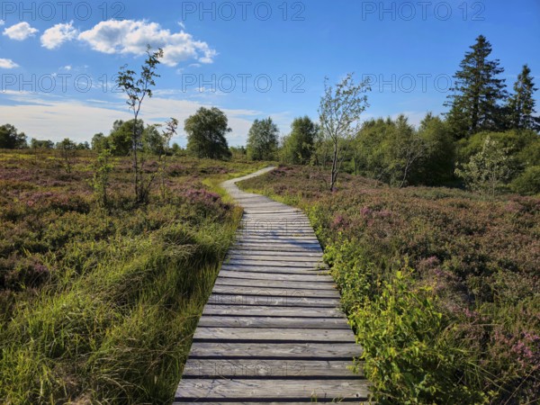 A wooden path leads through blooming heathland and trees, captured under a clear sky, summer, High