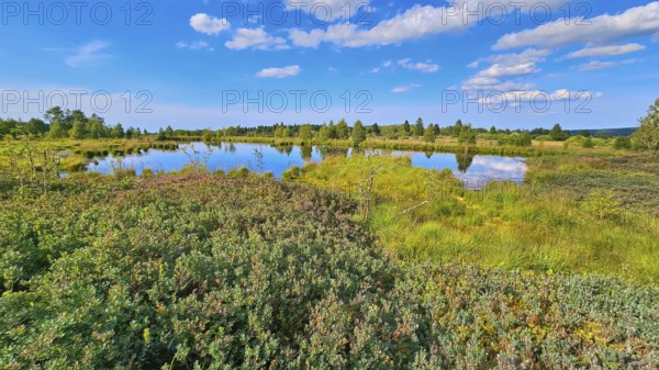 A reflecting moor pond surrounded by green vegetation under a cloudy sky, summer, High Fens, Eifel