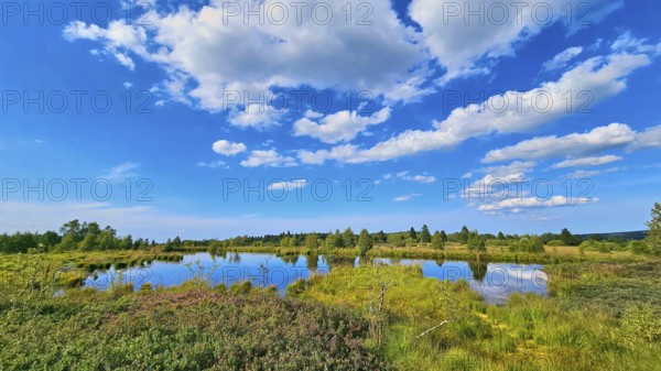 A moor pond reflects the blue sky with white clouds, surrounded by green landscape, summer, High