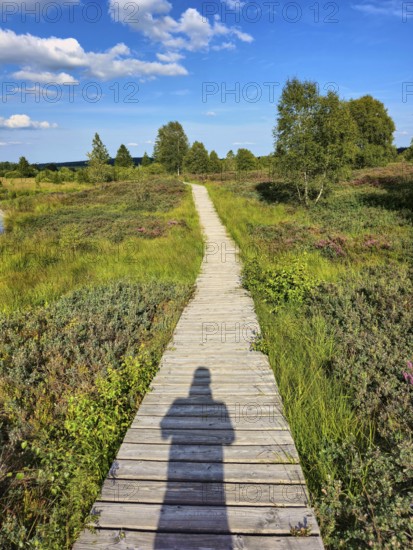 A wooden path accompanied by a shadow leads through green meadows on a sunny day, summer, High