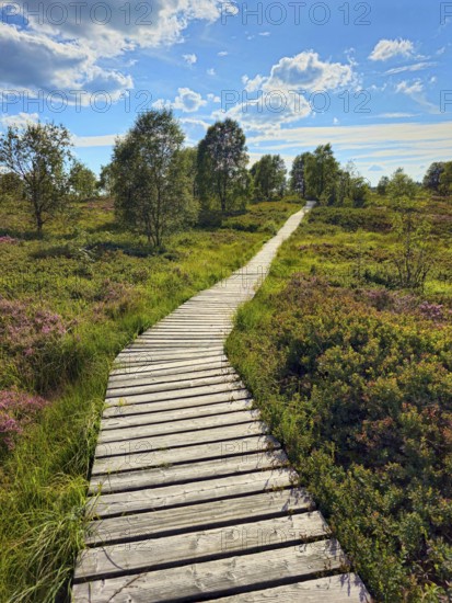 A wooden path leads through a heath landscape with trees under a blue sky and clouds, summer, High