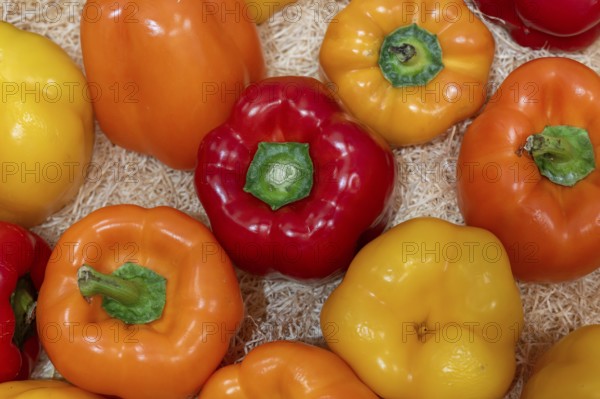 Chilli varieties