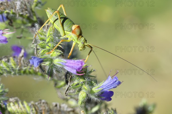 Steppe saddle grasshopper, steppe saddle grasshopper (Ephippiger ephippiger), male, on Viper's