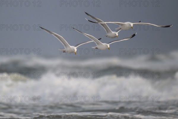 Herring gulls (Larus argentatus) in flight over the surf looking for starfish, Hvide Sande, North