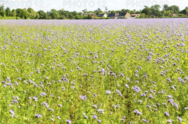 Lacy Phacelia, Phacelia Tanacetifolia, flowering in arable field used as green manure crop, Sutton,