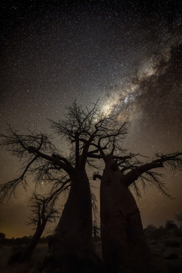 Silhouette of a baobab tree with starry sky and Milky Way, African baobab (Adansonia digitata),