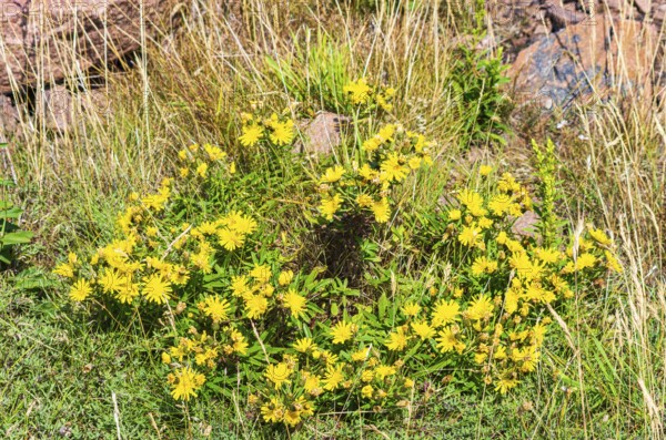 Unspecified yellow flowering vegetation between granite boulders on the coast of Lysekil, Bohuslän,