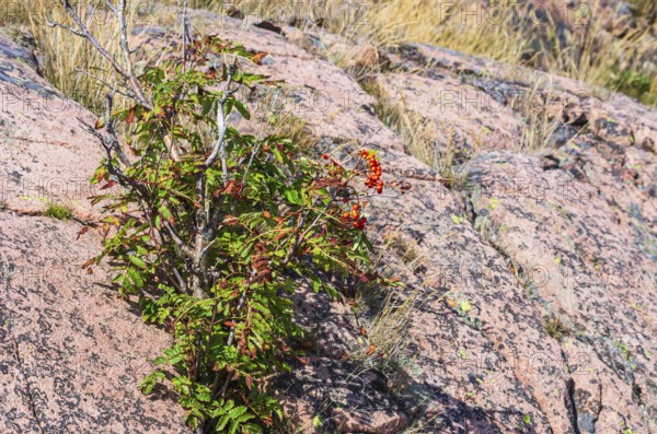 Mountain ash, Sorbus aucuparia, also known as rowan, grows between reddish boulders of