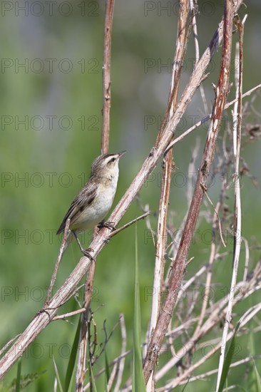 Reed warbler (Acrocephalus schoenobaenus) sitting in a shrub in its natural environment, Wildlife,