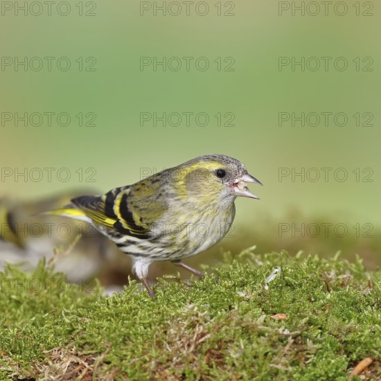 Siskin (Carduelis spinus), female sitting on moss, mossy ground, Wilnsdorf, North Rhine-Westphalia,