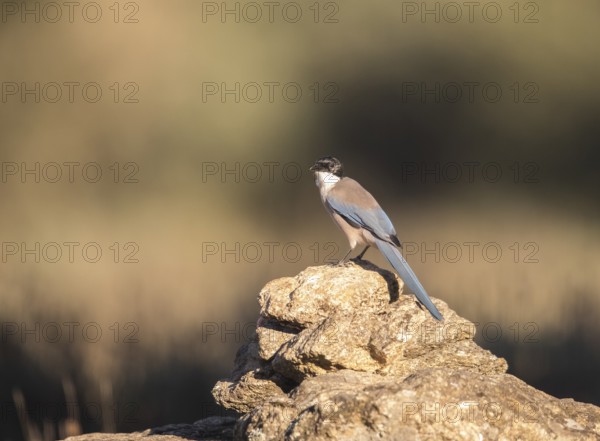 Blue magpie (Cyanopica cooki), Extremadura, Castilla La Mancha, Spain