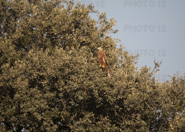 Red kite (Milvus milvus), Extremadura, Castilla La Mancha, Spain