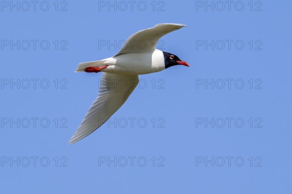Mediterranean gull (Ichthyaetus melanocephalus, Larus melanocephalus) in breeding plumage flying
