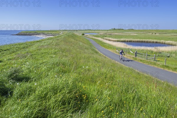 Cyclist and pond in brackish polder at nature reserve Zandkes from Natuurmonumenten near