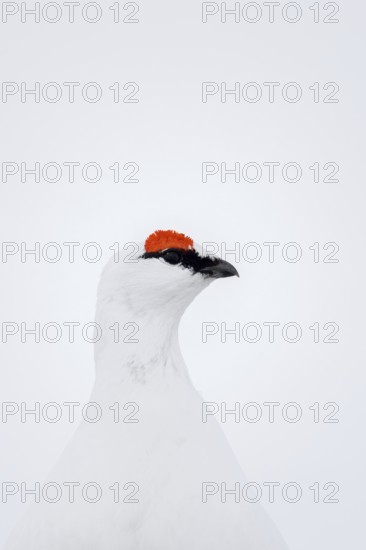 Rock ptarmigan (Lagopus muta hyperborea) male with red eyebrows showing white winter camouflage