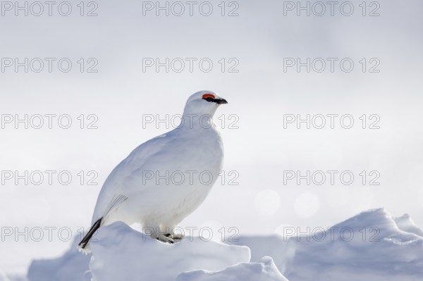 Rock ptarmigan (Lagopus muta hyperborea) male in white winter plumage with red eyebrows on snow