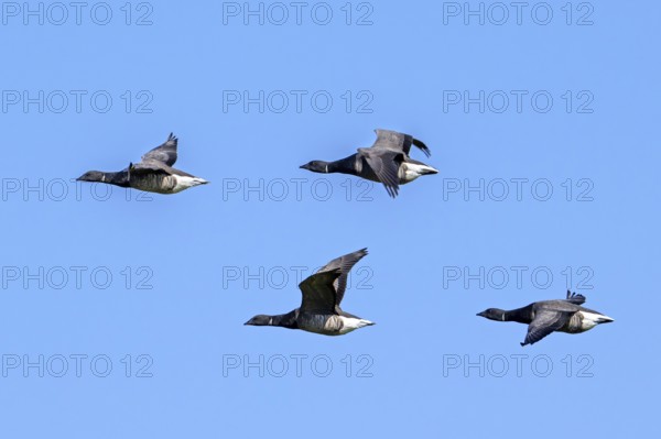 Flock of migrating brant geese, brent goose group (Branta bernicla) flying against blue sky during