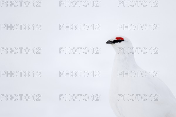 Rock ptarmigan (Lagopus muta hyperborea) male with red eyebrows showing white winter camouflage
