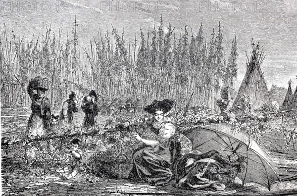 Women harvesting hops, c. 1840, Alsace, France, digitally enhanced reproduction of a 19th century