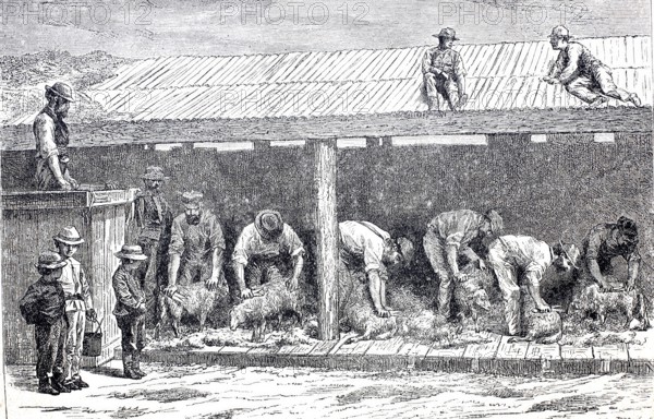 Agriculture, sheep shearing, shearing the wool of the sheep, around 1880, Australia, digitally