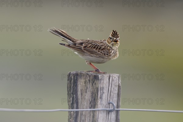 Chirping skylark (Alauda arvensis) on a fence post, Lower Rhine, North Rhine-Westphalia, Germany