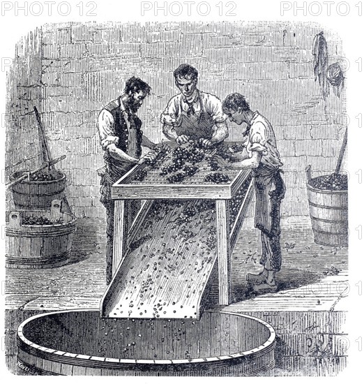 Winemaking, worker at a grape rasp, around 1880, digitally improved reproduction of a 19th century