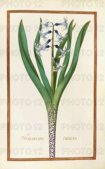 Hyacinthus indicus, Hyacinthus orientalis, garden hyacinth, historical, digitally enhanced