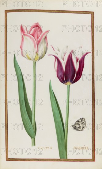 Tulips with butterfly, Historical, digitally enhanced reproduction from Theatrum florae (1624) by
