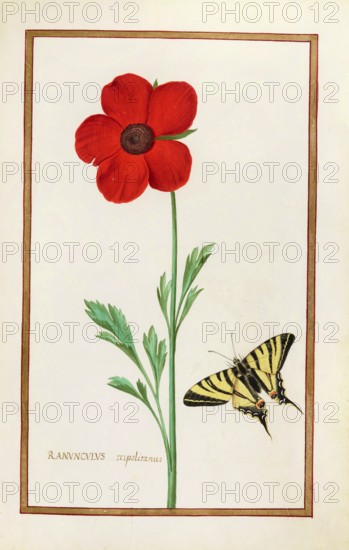 Ranunculus napolianus, Neapolitan buttercup, historical, digitally enhanced reproduction from