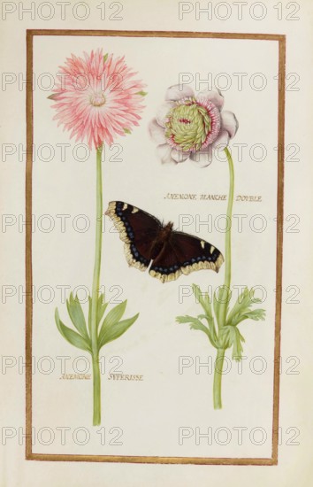 Anemone blanche double and Anemone superisse, historical, digitally enhanced reproduction from