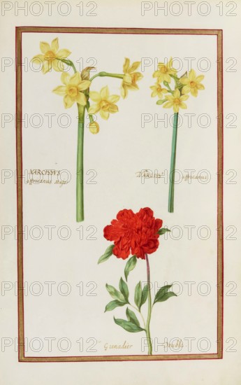 Narcissus, Narcissus and Grenadier double, Historical, digitally enhanced reproduction from