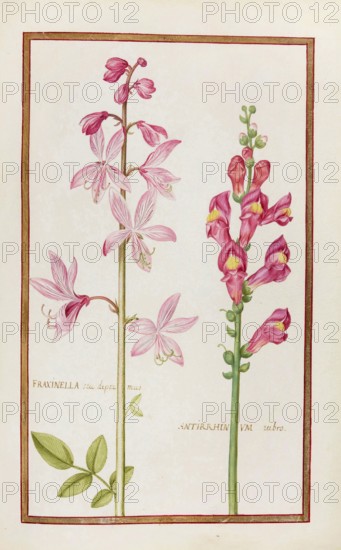 Fraxinella seu dipramus, Dictamnus fraxinella, burning bush, and Antirrhinum rubro, ruby