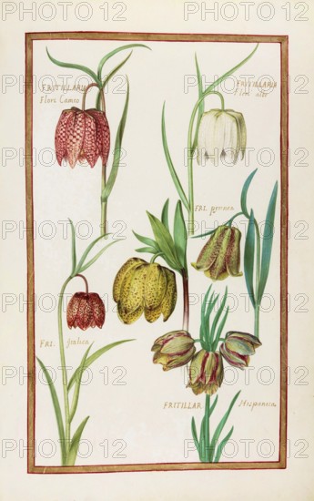Fritillaria hispanna, checkerboard flower, historical, digitally enhanced reproduction from
