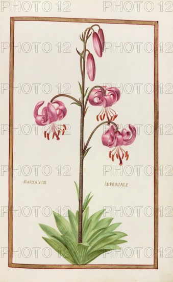 Martagum imperiale, Lilium martagon, also known as Turk's cap or Martagon lily, Historical,