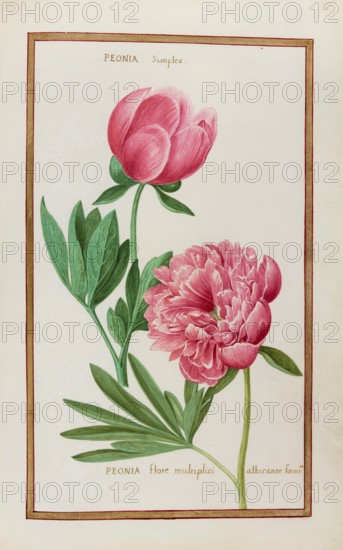 Peonia simplex, Peonia flore multiplici, Peony, Historical, digitally enhanced reproduction from
