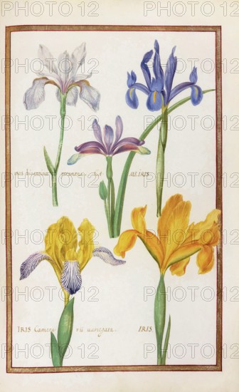 Iris, iris, historical, digitally enhanced reproduction from Theatrum florae (1624) by Daniel Rabel