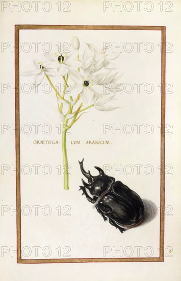 Ornitogalum arabicum, Arab's eye, Historical, digitally enhanced reproduction from Theatrum florae