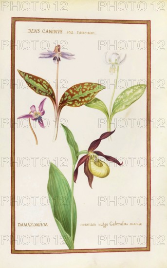 Orchid Venus Slipper, Damazonium and Dens caninus, Historical, digitally enhanced reproduction from