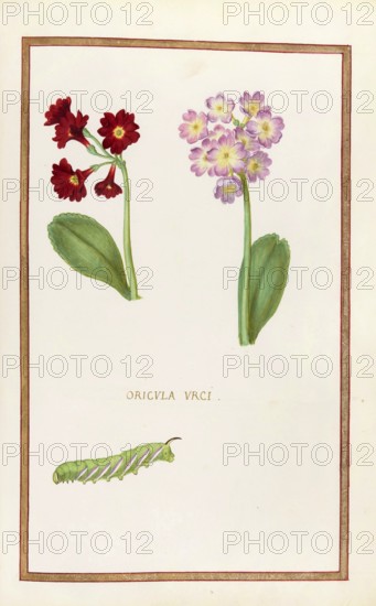 Primula vulgaris, Oricula urci, Historical, digitally enhanced reproduction from Theatrum florae