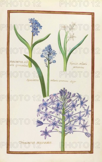 Hyacintus stellaris germanicus and Hycinthus peruvanus, Hyacinth, Historical, digitally enhanced