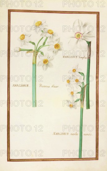 Narcissus, Narcissus simplex, pisanus, historical, digitally enhanced reproduction from Theatrum