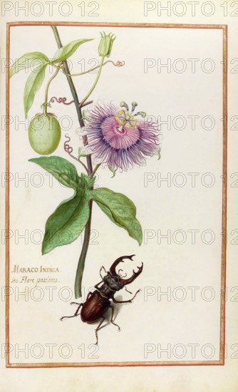 Maraco indica, Passiflora indica, Passion flower, Historical, digitally enhanced reproduction from