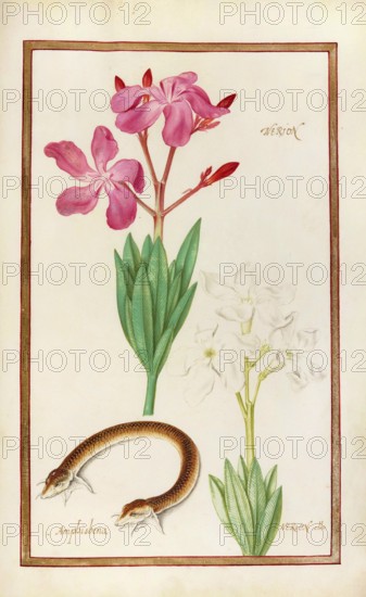 Nerion and Nerion alba, Roseum Plenum Oleander, Amphisbena, Double Creeper, Ringed Creeper,