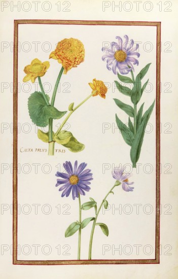 Calta palustris, marsh marigold, historical, digitally enhanced reproduction from Theatrum florae